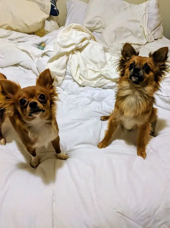 two Chihuahua standing on the bed with their begging faces