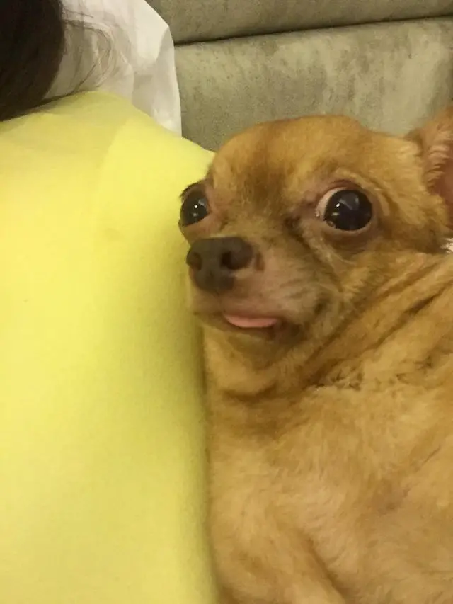 funny face of Chihuahua with its big scared eyes while its small tongue sticking out