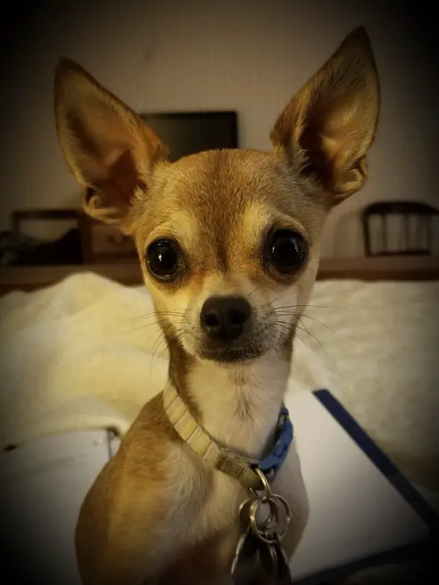 staring Chihuahua while sitting on the bed