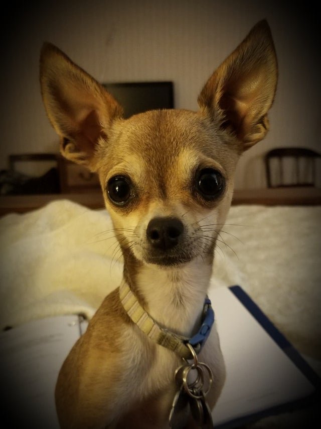 staring Chihuahua while sitting on the bed