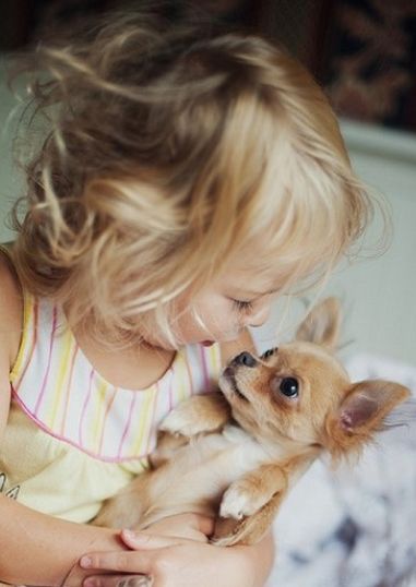 kid carrying a Chihuahua puppy in her arms