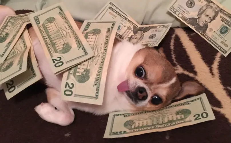Chihuahua dog lying on the bed with money bills