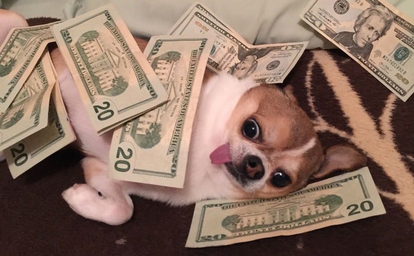 Chihuahua dog lying on the bed with money bills