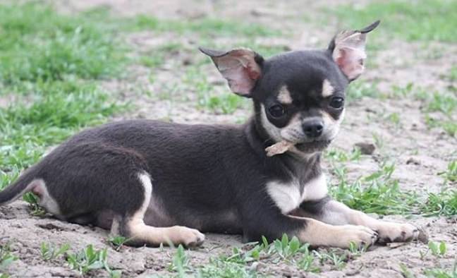 The 315 Best Chihuahua Names for Male and Female Dogs