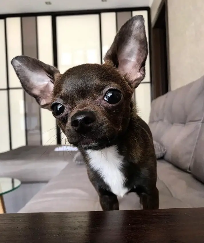 Chihuahua standing on the couch with its curious face
