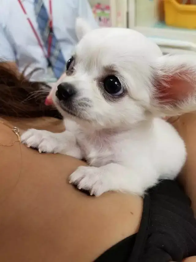 Chihuahua puppy on a lady's chest