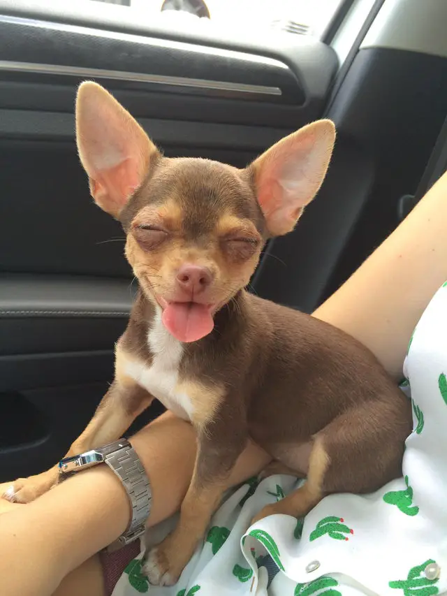Chihuahua dog sitting on its owners lap with its tongue out