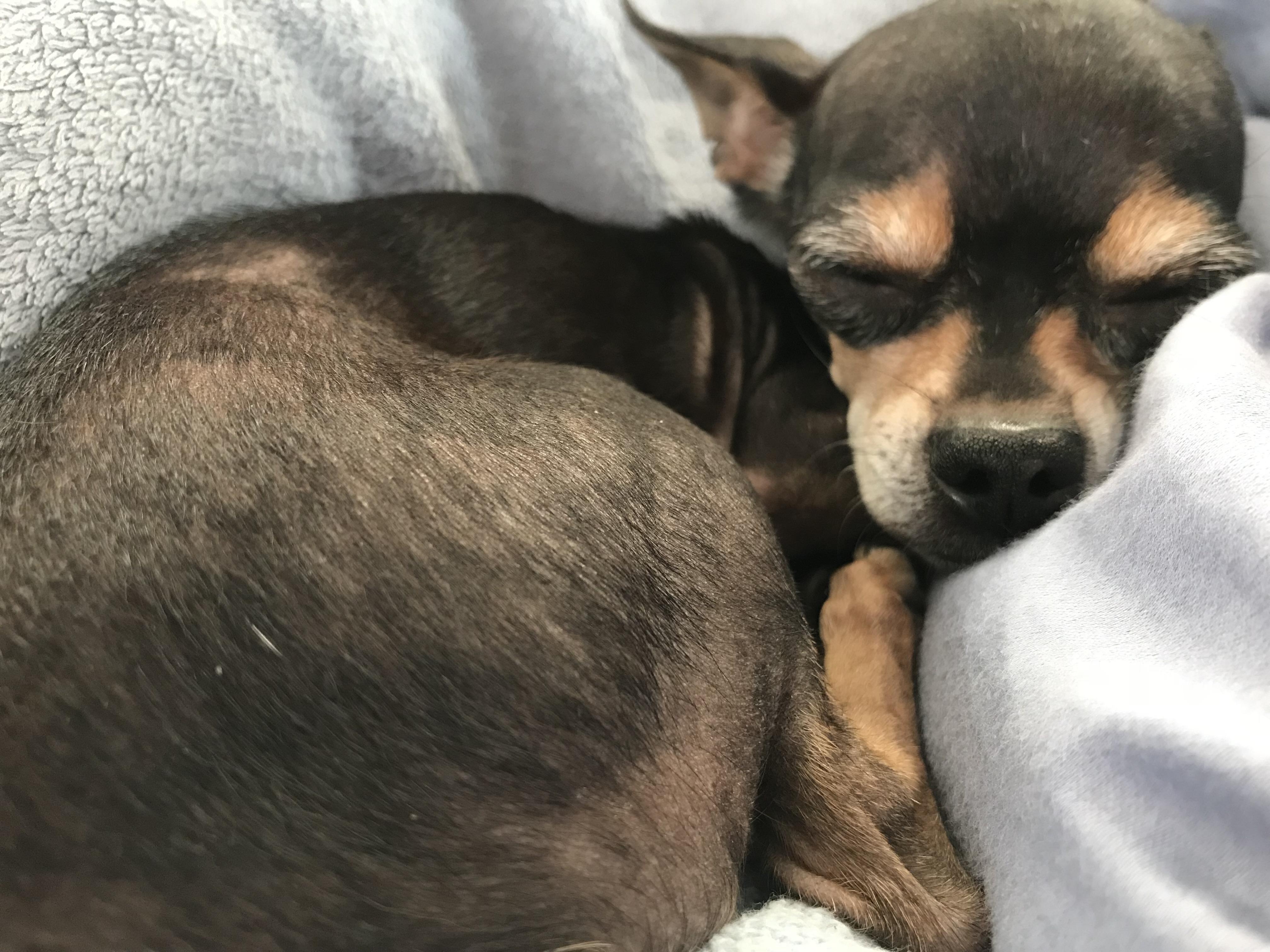 Chihuahua curled up sleeping