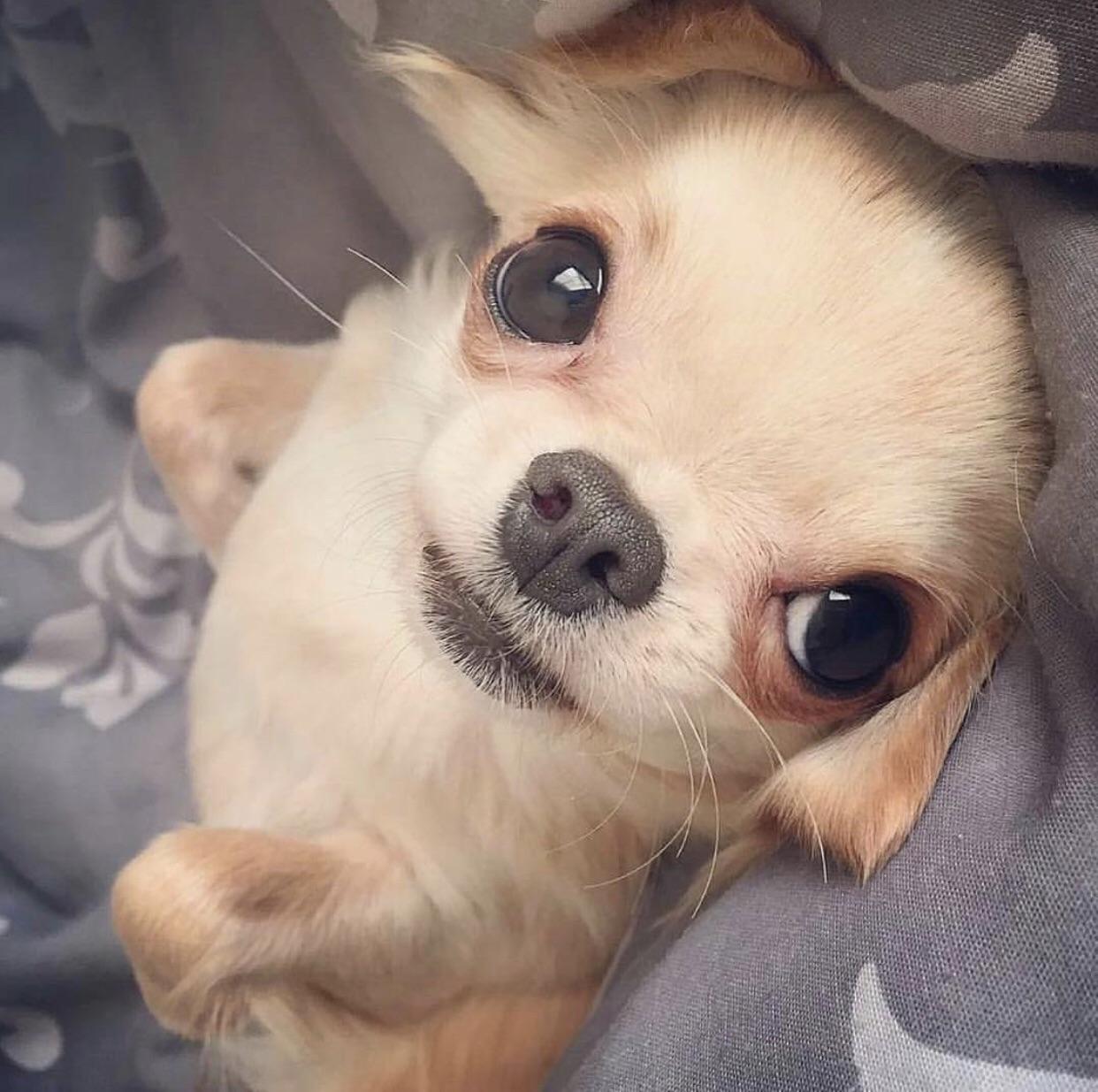 Chihuahua dog lying on its back on the bed