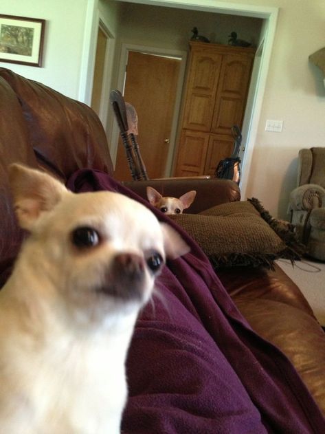 scared Chihuahua while another Chihuahua is peeking from behind the pillow
