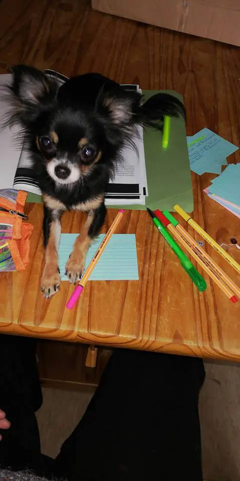Chihuahua lying on top of a book on the table with pencils and ballpens