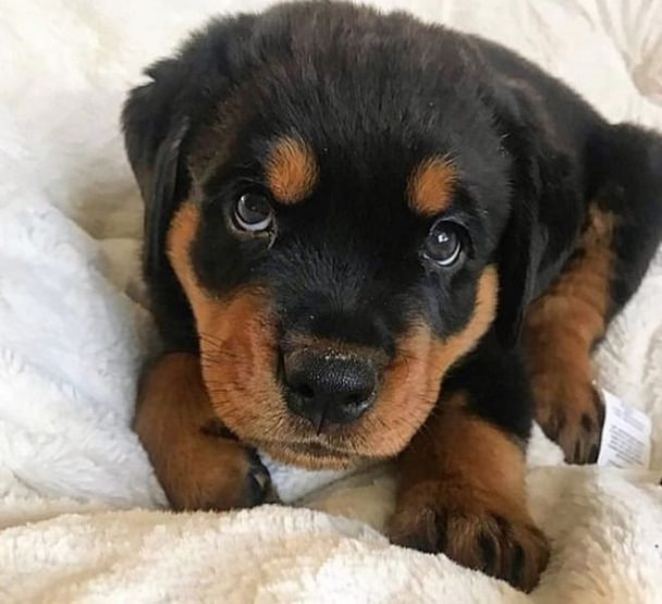 Chill Dog Names 215 Ideas For Cool Dog Names The Paws