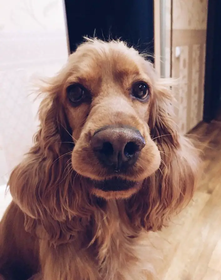 Cocker Spaniel sitting on the floor with its adorable face