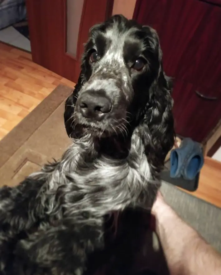 black Cocker Spaniel standing up leaning against the man with its begging face
