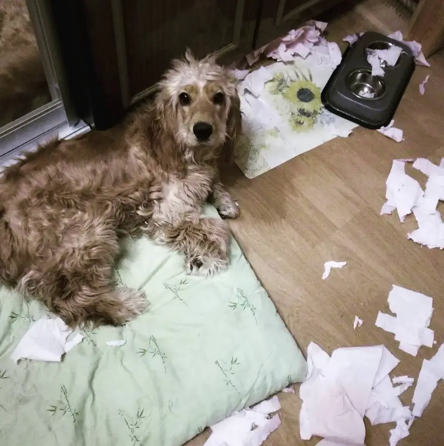 Cocker Spaniel lying on its bed with torn pieces of tissue paper on the floor
