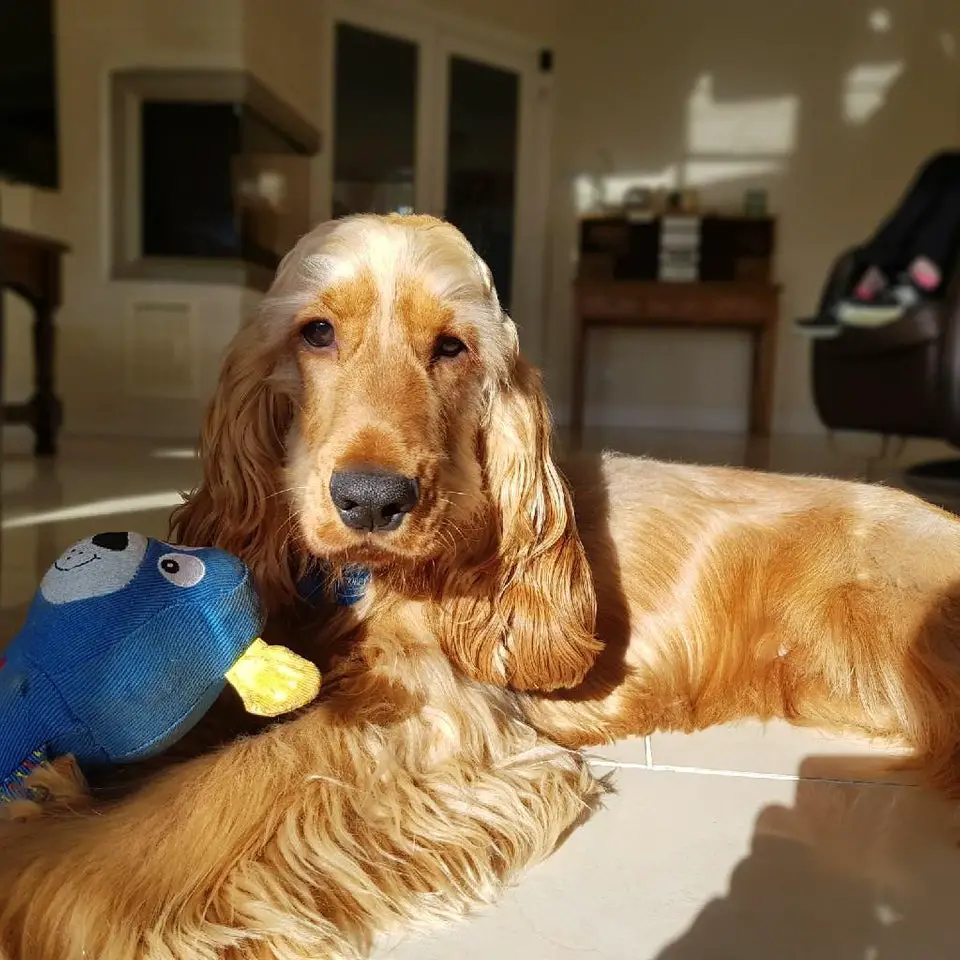 Cocker Spaniel lying on the floor with its stuffed toy and sunlight on its face and body