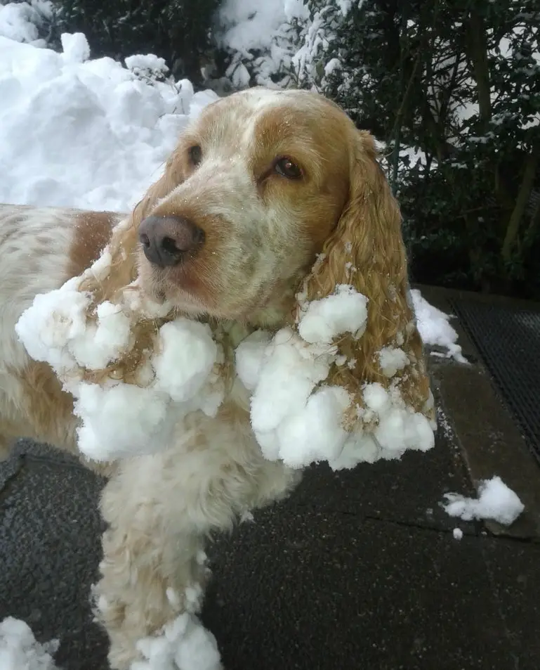 Cocker Spaniel with ice on its fur while standing on the concrete floor and looking sideways