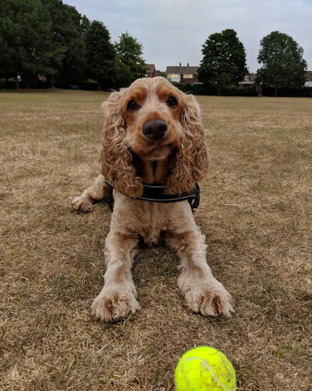 Cocker Spaniel lying on the grass with a tennis ball in front of him