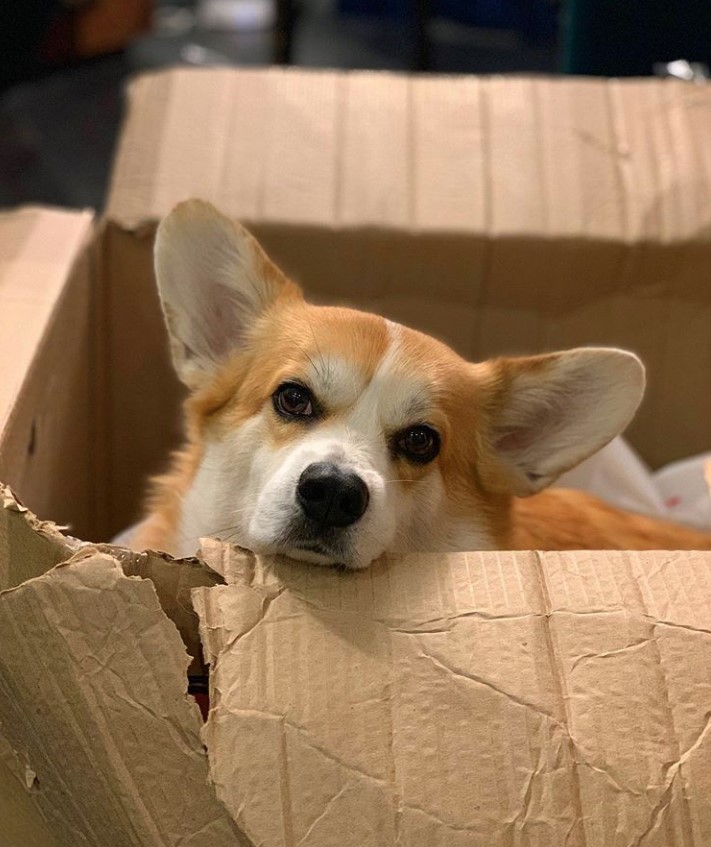 A Corgi inside a carboard box