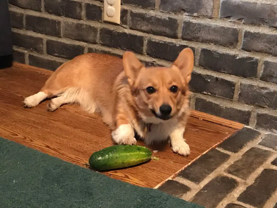 A Corgi lying on the floor with a cucumber