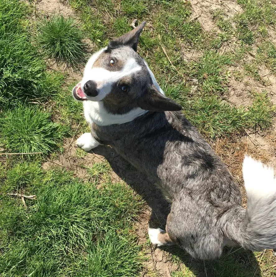 A Corgi standing on the grass while looking up and smiling under the sun