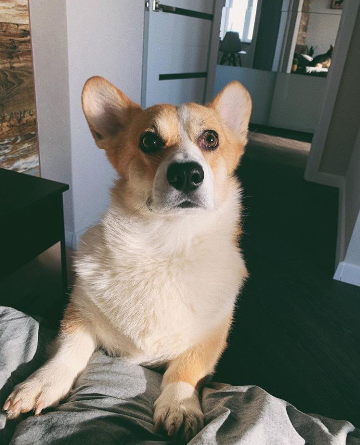 A Corgi standing up leaning towards the bed