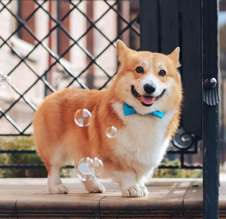 A Corgi wearing a blue bow tie while standing in the front porch