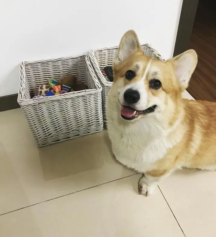 A Corgi standing in front of is basket full of toys while smiling