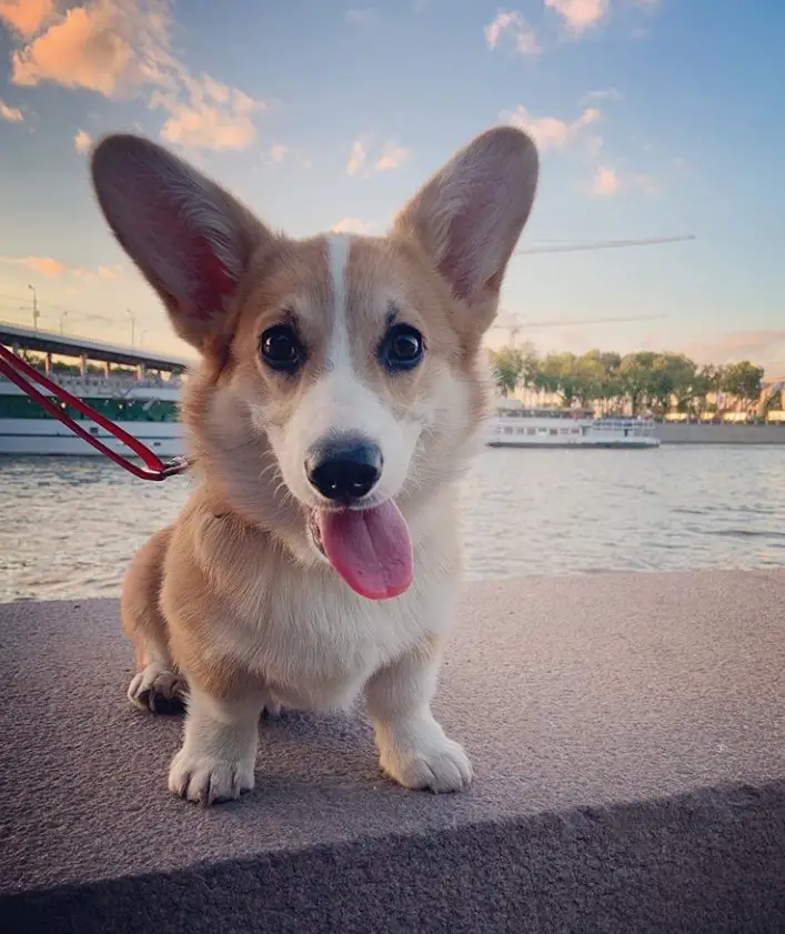 A Corgi puppy sitting on the bench by the port