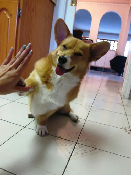 A Corgi sitting on the floor while smiling and giving a paw