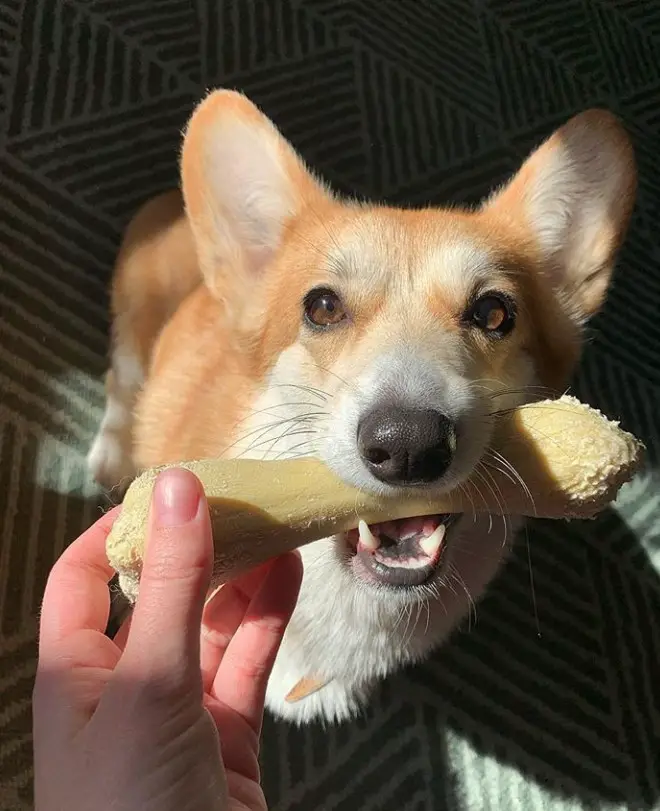 hand of a woman giving a bone treat to a Corgi sitting on the floor under the sunlight