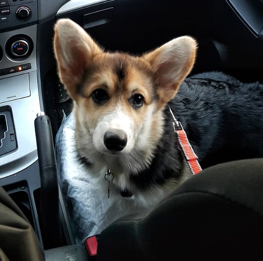 A Corgi standing on top of the passenger seat inside the car