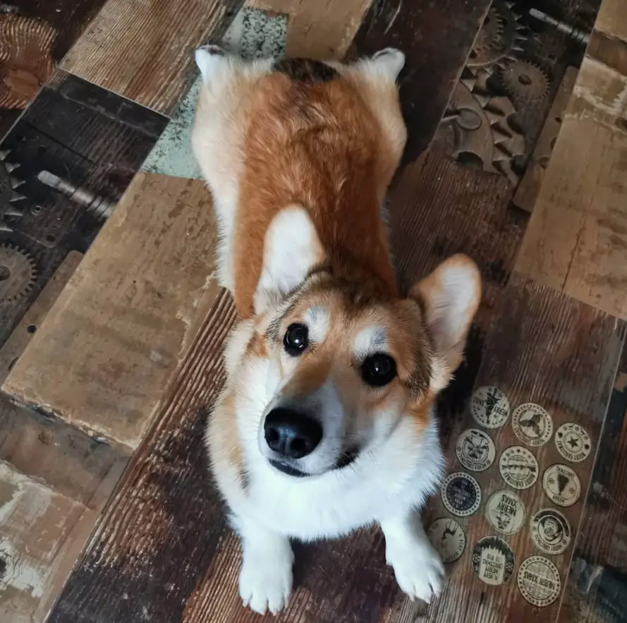A Corgi lying on the floor while looking up