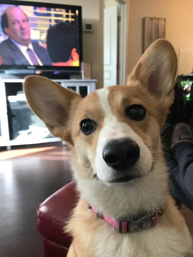 A Corgi sitting on the couch