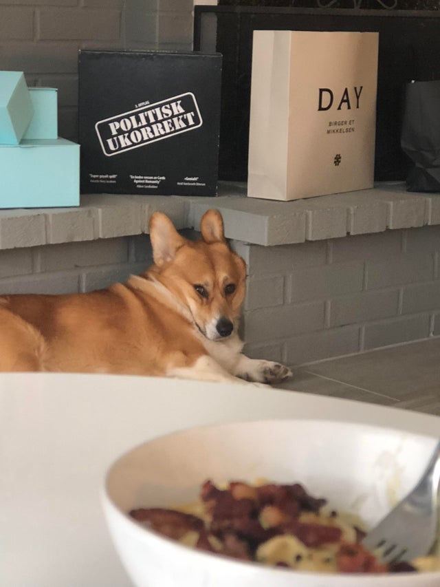 A Corgi lying on the floor while staring at the food on the table