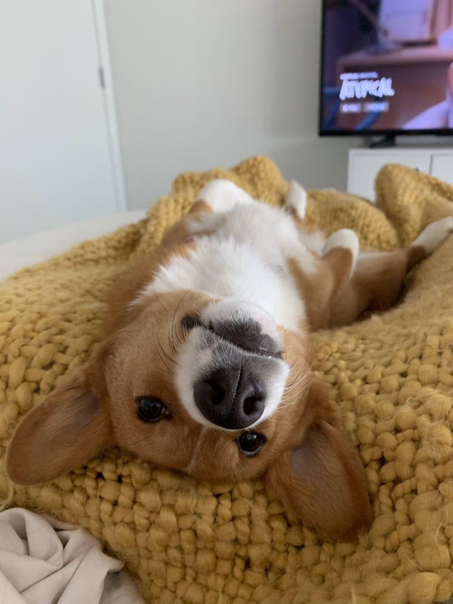 A Corgi lying on its back on the bed in front of the tv