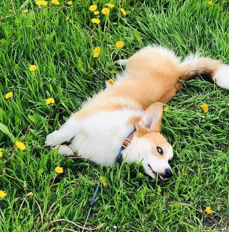 A Corgi lying in the filed of grass and wildflowers