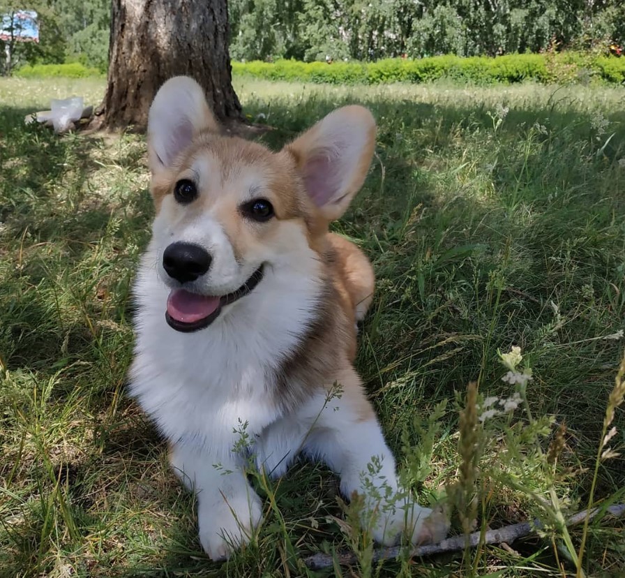 A Corgi lying on the grass under the tree while smiling