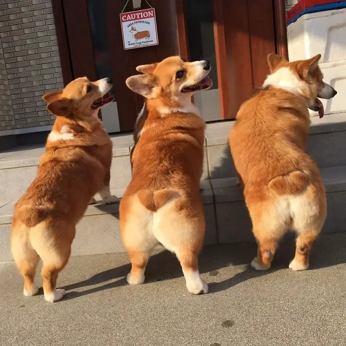 three Corgi standing with its front legs on top of the stairway front door showing their butts