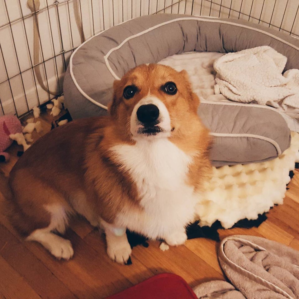 A Corgi sitting inside its crate