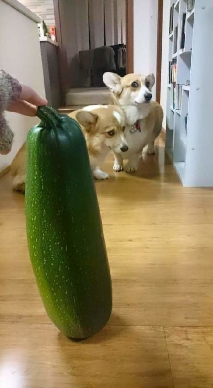 two Corgi behind the cucumber with their scared faces