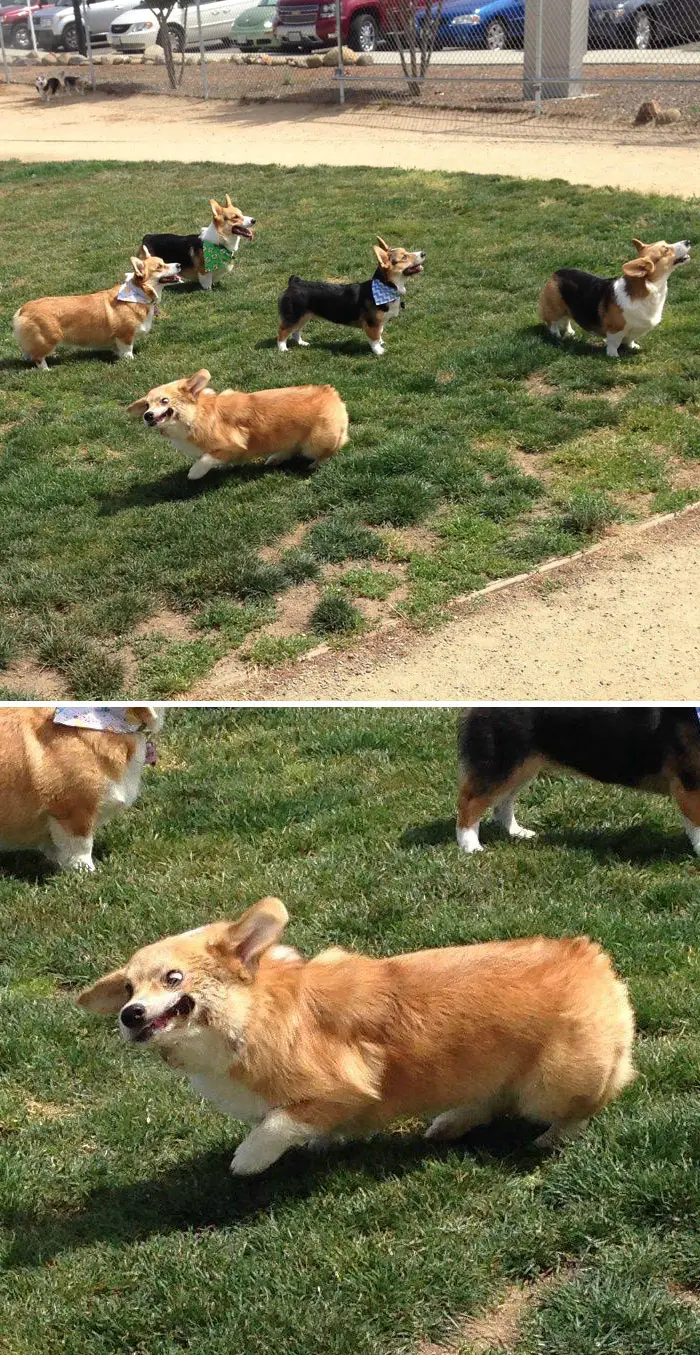A funny Corgi together with another Corgis in the yard