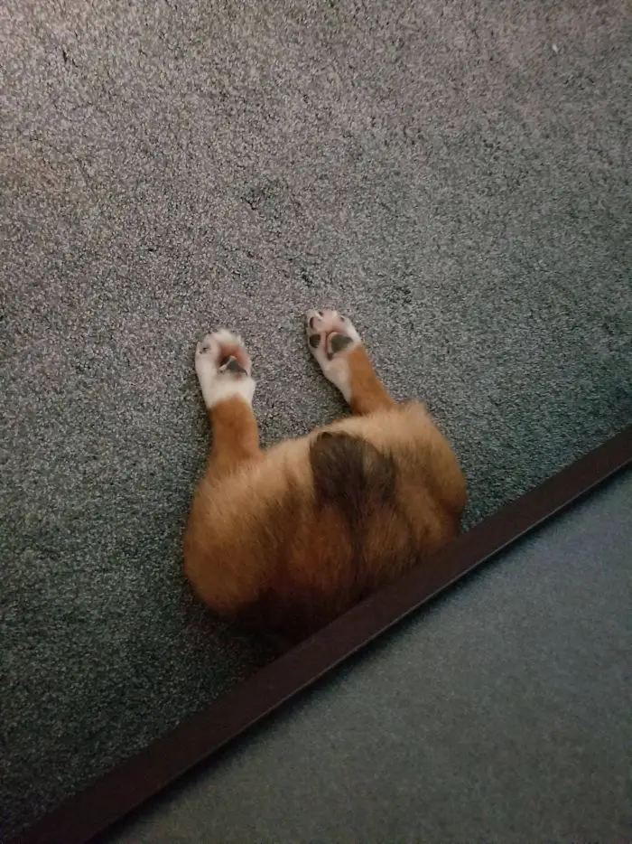 A Corgi lying under the couch with its butt and legs showing