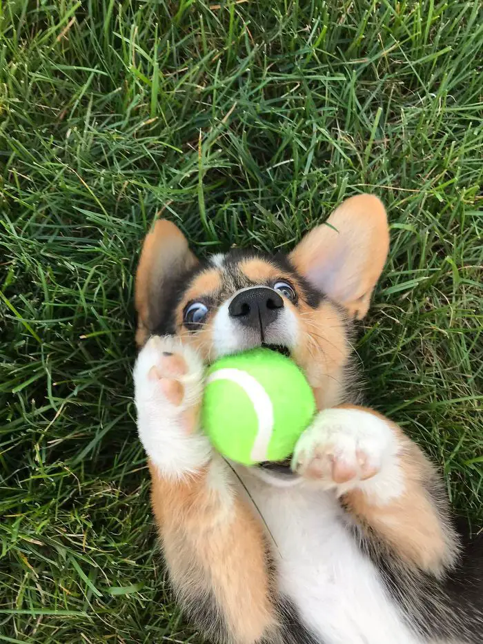 A Corgi puppy lying on the grass with a tennis ball in its mouth