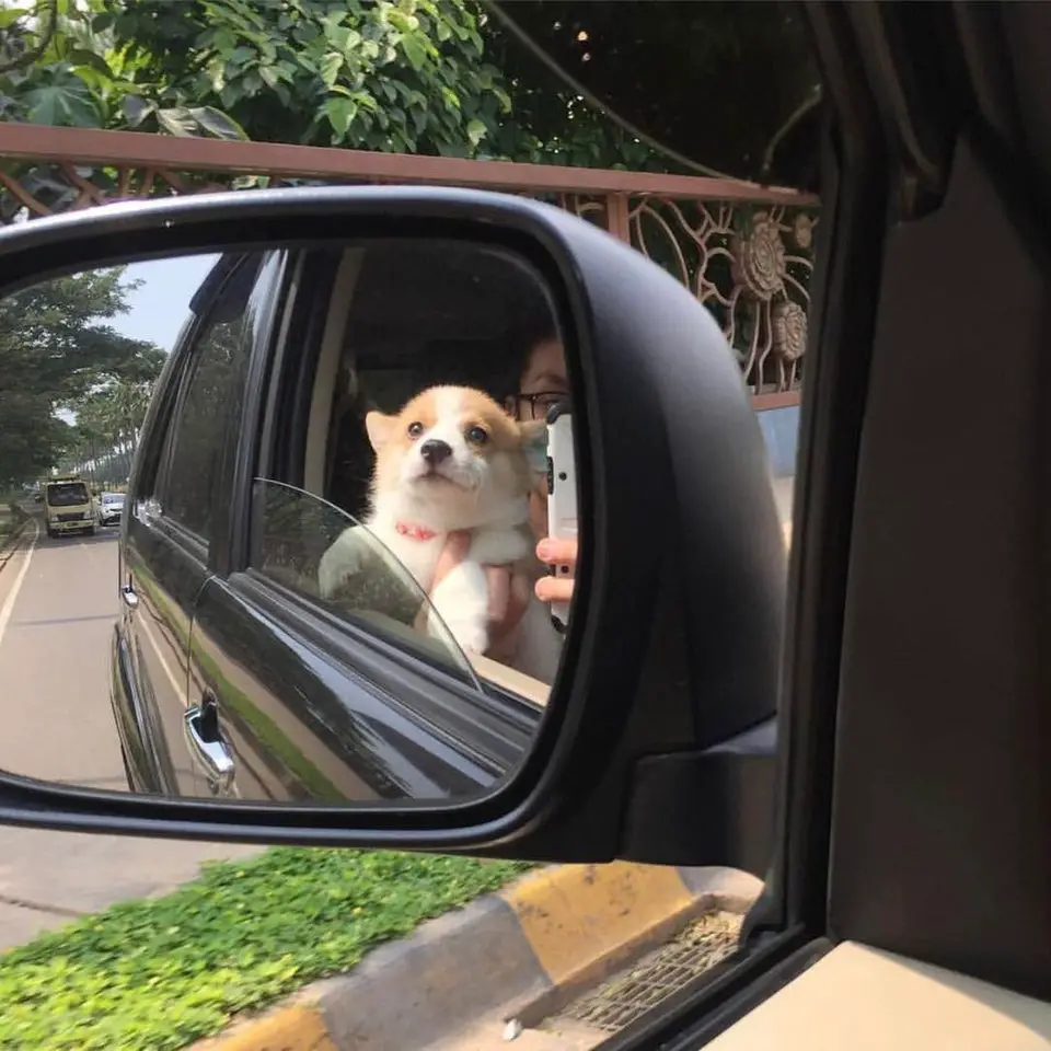 A Corgi puppy by an open window reflection in the rearview mirror
