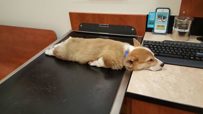 A Corgi puppy lying flat on top of the table