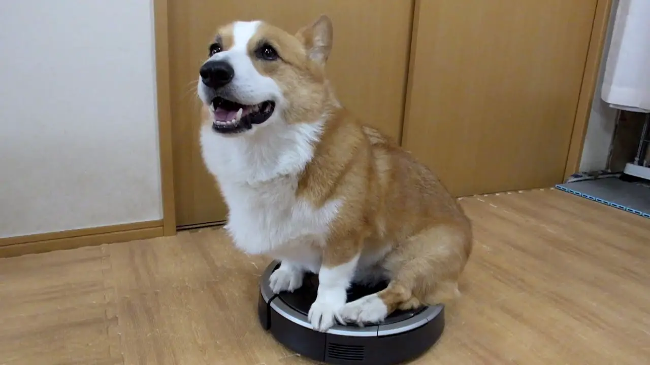 A Corgi sitting on top of the vacuum while smiling