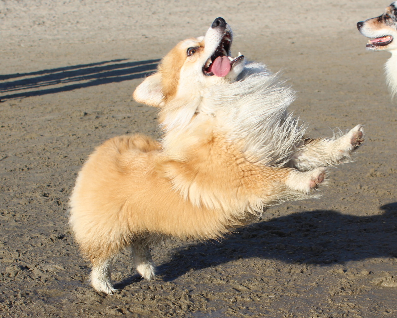 A Corgi jumping at the beach