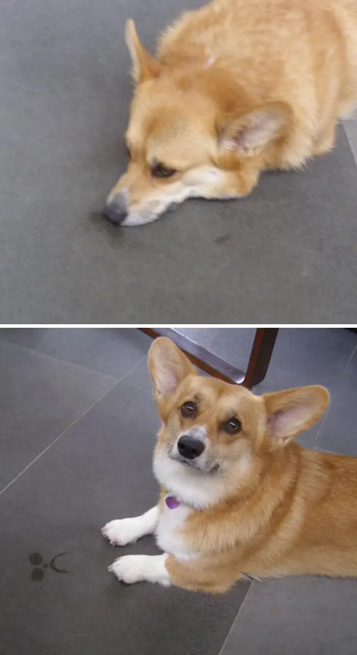 A photo of a sad Corgi lying on the floor and second phot of him got up and with sad face mark on the floor 