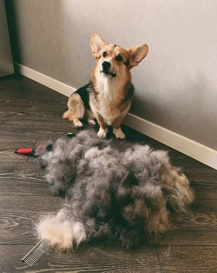 A Corgi sitting on the floor behind its pile of shed fur